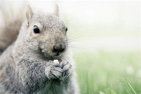 Squirrel Eating Nuts Photograph by ©ziyan Zhang - Fine Art America