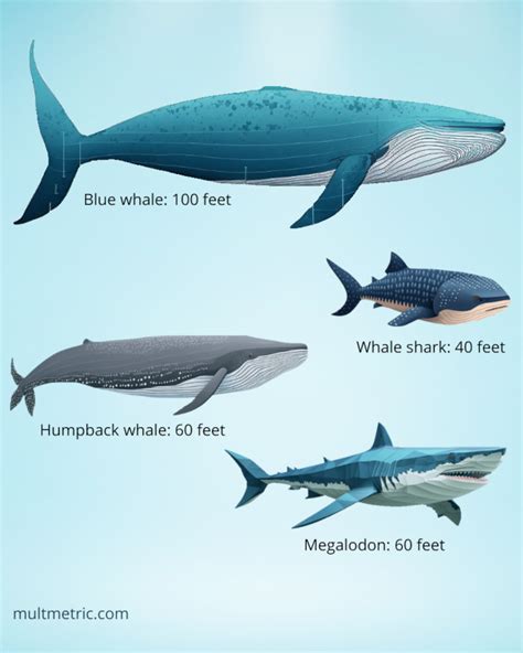 Blue Whale Megalodon Size Comparison