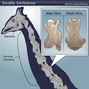 Anatomy of a Giraffe | HowStuffWorks