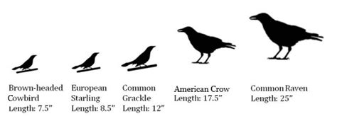 Raven VS Crow: What's The Difference? - Facts.net