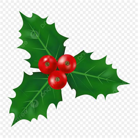 Christmas Holly Berry Clipart Vector, Christmas Holly Berry Leaves ...