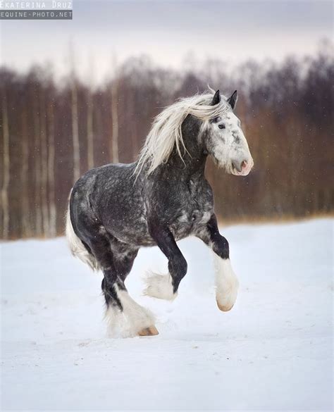 56 best Beautiful Horses - Shires images on Pinterest | Beautiful ...