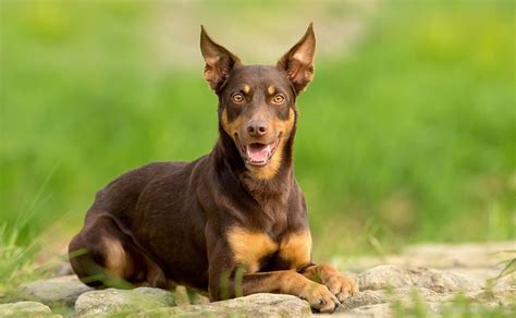 Australian Kelpie - Breed Profile | Australian Dog Lover