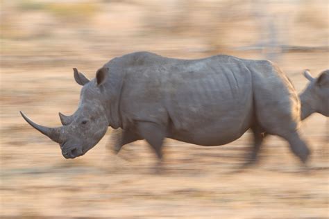 Do Rhinos Really Stomp Out Fires? | HowStuffWorks