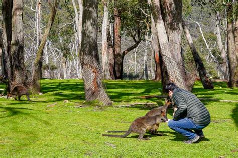 Visiting Cleland Wildlife Park