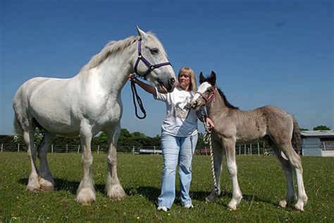 Shire horse foal is one of a kind | Express & Star