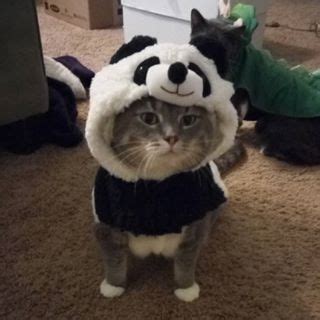 Your little friend could dress as a panda. | Cat halloween costume, Cat ...