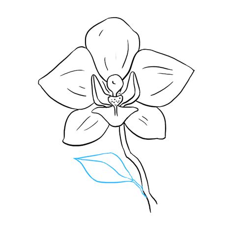 How to Draw a Beautiful Orchid - Really Easy Drawing Tutorial