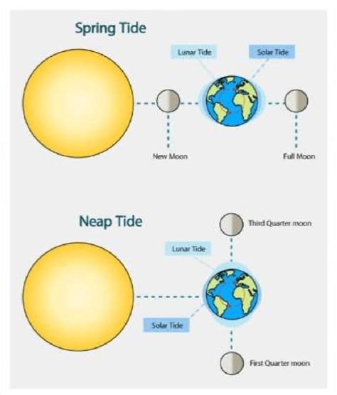 Shows Spring tide & Neap tide position | Download Scientific Diagram