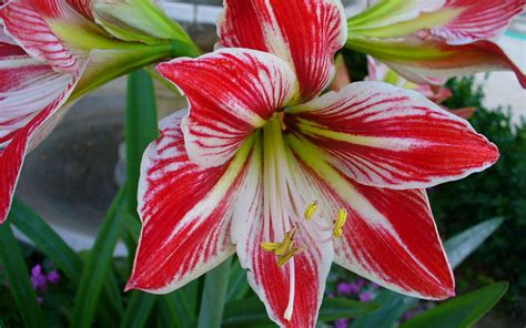 10 Tips for Growing Amaryllis Indoors - Garden Lovers Club