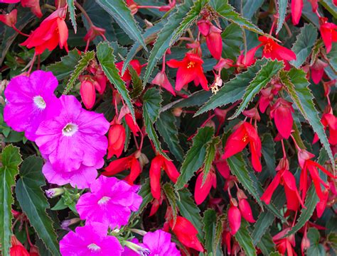 Begonia Boliviensis Guide: How to Grow & Care for 'Bolivian Begonia'