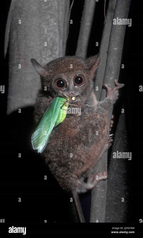 Tarsier diet hi-res stock photography and images - Alamy