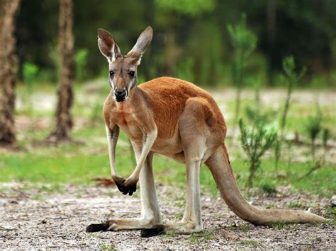 kangaroo, Marsupial Wallpapers HD / Desktop and Mobile Backgrounds