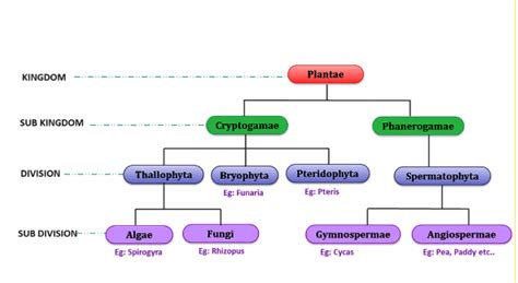 Plant Kingdom Classification and Chart - Biology | AESL