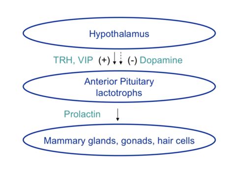 Anterior Pituitary Hormones (Prolactin) Flashcards | Quizlet