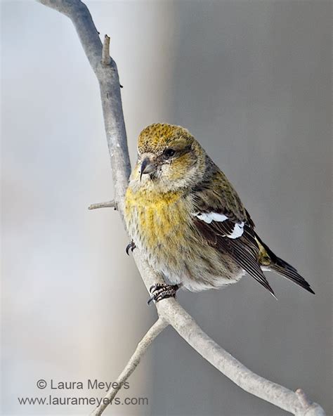 White-winged Crossbill Female - Laura Meyers Photograpy