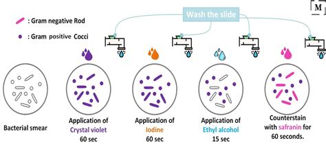 Gram Staining Principle Procedure And Results 1980 | The Best Porn Website