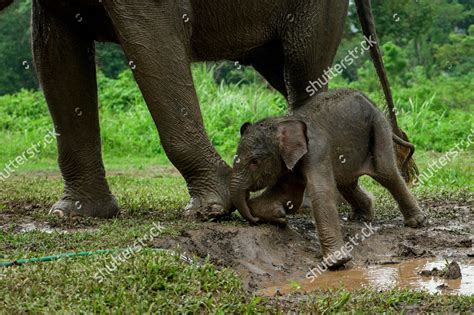 Male Baby Sumatran Elephant Stays Mother Editorial Stock Photo - Stock ...