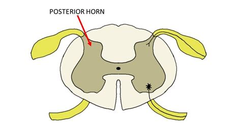 Posterior horn of the spinal cord - definition — Neuroscientifically ...