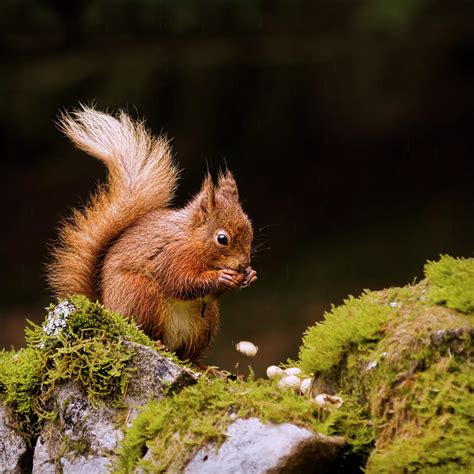 Red Squirrel Eating Nuts Photograph by BlackCatPhotos