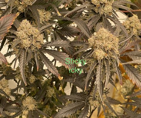 Tru Leaf Genetics – Sticky Icky Strain – Reg Photo 10pack - Multiverse ...