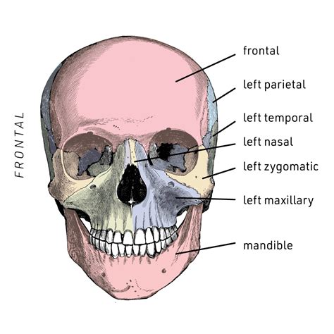 Human Anatomy Bones Labeled