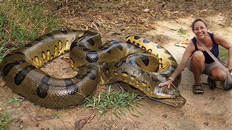 Largest anaconda snake ever caught - basicklo