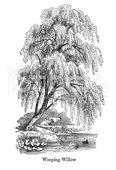 Willow Tree Pencil Drawing