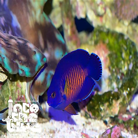 Coral Beauty Angelfish – Into the Blue Jameson Saltwater Ecosystems Canada