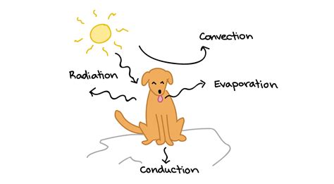 ️ Ecotherm animals. Endotherm. 2019-02-26