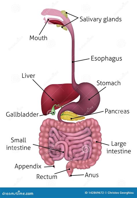 Human Digestive System Worksheet – E Street Light