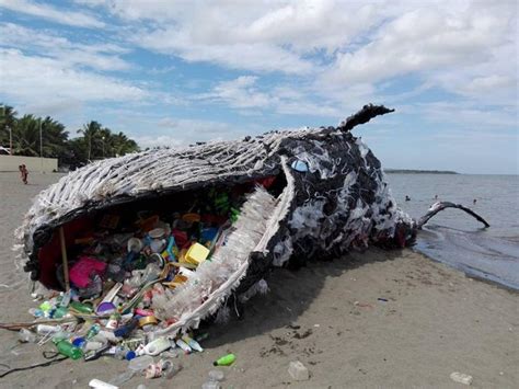 Plastic trash found in ocean animals living 7 miles deep - Nexus Newsfeed