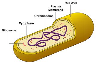 Cellular Structure of Bacteria ~ Zero-Infections