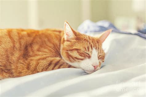 Ginger cat sleeping on bed Photograph by Sophie McAulay - Pixels