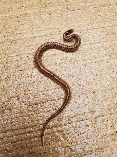 Texas Snake Identification | One of my kids found this baby snake, they ...