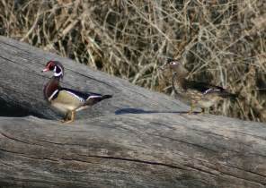 Wood Duck Male n female Free Photo Download | FreeImages