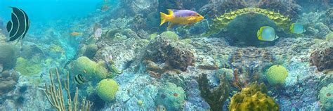 best-st-john-snorkeling-underwater - St John Beach Guide | St John ...