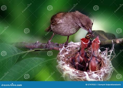 Feeding baby bird stock photo. Image of children, bird - 3747032