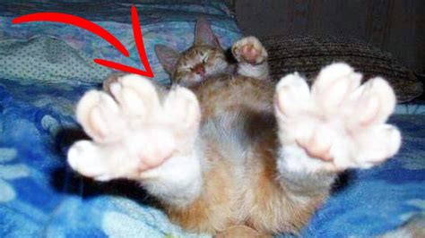 Top 10 Weird CAT BEHAVIORS Explained - Top10 Chronicle