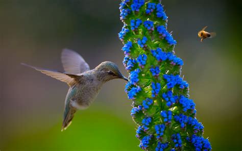 Hummingbird HD Wallpaper | Background Image | 1920x1200 | ID:402708 ...