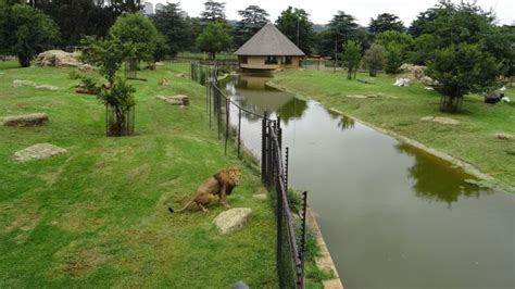 Joburg Zoo | ZOOSynergy