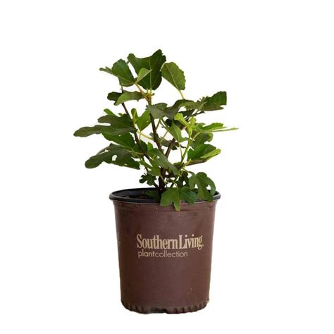 SOUTHERN LIVING 2 Gal. Little Miss Figgy Dwarf Fig Shrub with ...