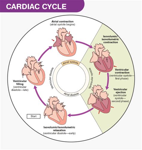 Cardiac Cycle- Physiology, Diagram, Phases of the Cardiac Cycle