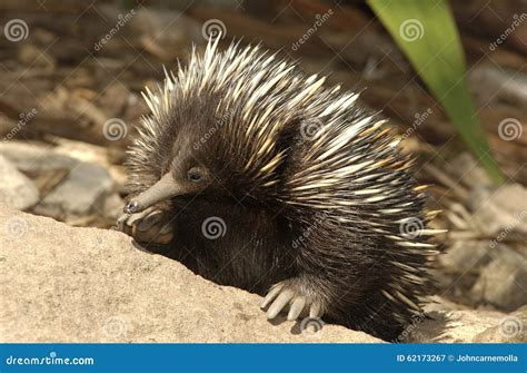 Spiny anteater stock image. Image of wildlife, echidna - 62173267