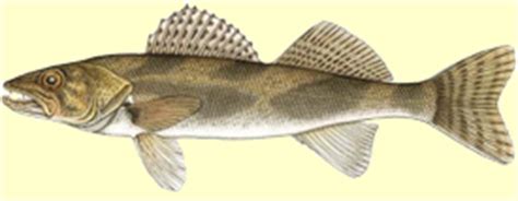 Fish Species - The Walleye, Sauger