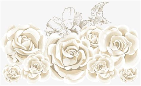 White Rose PNG Transparent, White Roses, Vector Rose, Rose Creative ...