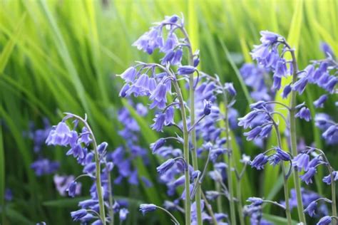 How to Grow Bluebells for Beginners - The Gardening Dad