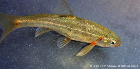 CNDDB News | California Natural Diversity Database (CNDDB) updates to ...