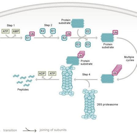 The ubiquitin proteasome system. In step 1, ubiquitin is activated by a ...