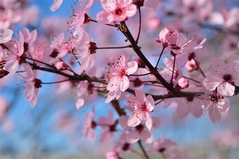 Cherry Blossom Tree Wallpapers - Top Free Cherry Blossom Tree ...